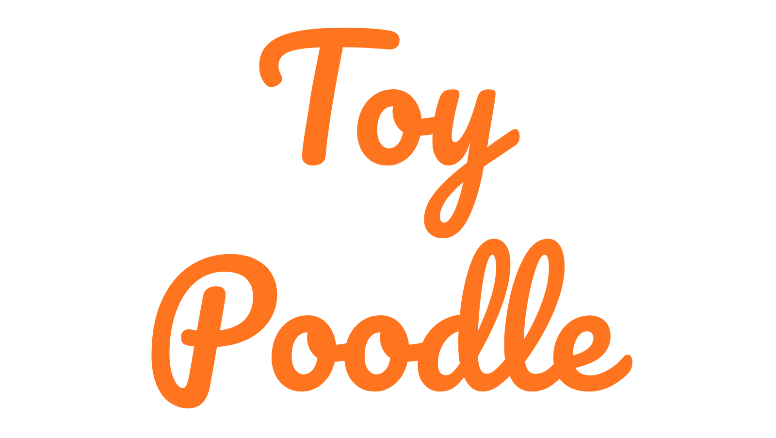 Toy-Poodle-fiyat